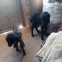 بره شیری نر