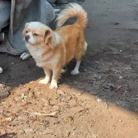 فروش یک جفت سگ پاکوتاه|سگ|کیاشهر, |دیوار