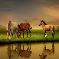 نیروی کار... سوارکار