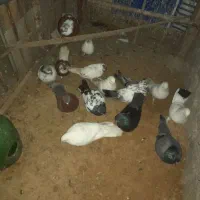 چند تا کبوتر متفاوت سالم هست برای نوه من هست