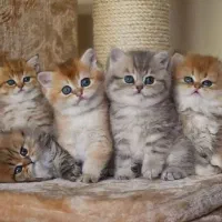 گربه اسکاتیش و بریتیش