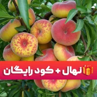 خرید نهال + ۱۰٪ نهال اضافه و کود رایگان،ارسال فوری