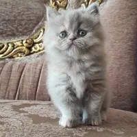 واگذاری بچه گربه|گربه|رفسنجان, |دیوار
