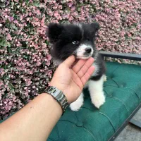 آمریکن آکیتا کم‌نظیر