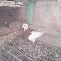 کبوتر