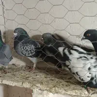 کفتر پرشی|پرنده|تاکستان, |دیوار