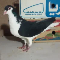 یه جفت چادری دم تخم|پرنده|تهران, شهرک آزمایش|دیوار