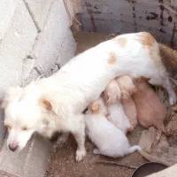 اشپیتز|سگ|گرگان, |دیوار