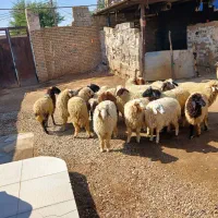 بره همشون عراقی|حیوانات مزرعه|اهواز, شریعتی جنوبی|دیوار