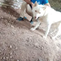 سگ خوشگل و ناز
