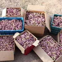 پسته تازه|خوردنی و آشامیدنی|تهران, فدک|دیوار
