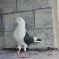 سه کفتر پرشی با هم