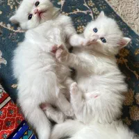 گربه دو ماهه|گربه|ساوه, |دیوار