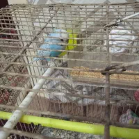 مرغ عشق نر بالغ