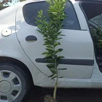 نارنگی پژ پایه ملو