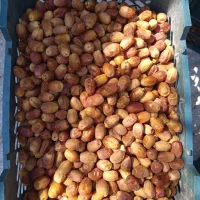 قصب زاهدی از باغات شهرستان فراشبند فارس|خوردنی و آشامیدنی|فراشبند, |دیوار