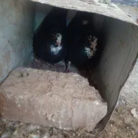 جفت سیاه پلنگ