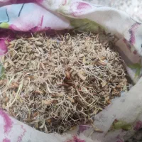 شلتوک بذری به شرط