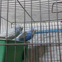 یه جفت مرغ عشق انگلسی یه جفت عروس هلندی لوتینو