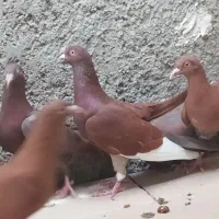 کبوتر سرخ و دوکت سیاه