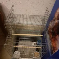 قفس عروس هلندی کاسکو