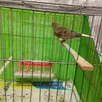 قناری نرجوجه ریز خان|پرنده|صومعه‌سرا, |دیوار