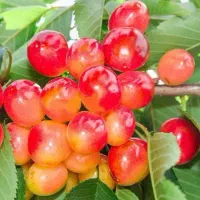 پیش فروش نهال گیلاس صورتی|خدمات باغبانی و درختکاری|شازند, |دیوار