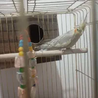 عروس هلندی بر و ماده|پرنده|رباطکریم, نصیرشهر|دیوار