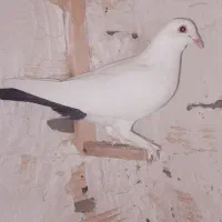 کبوتر|پرنده|ریگان, |دیوار