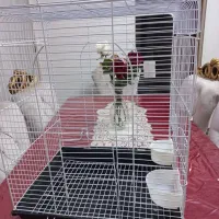 قفس