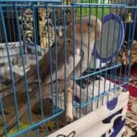 عروس هلندی سخنگو رقص هم بلده