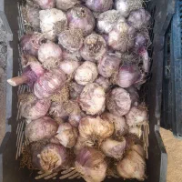 سیرتازه درشت