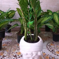 انواع گل‌های آپارتمانی باقیمت مناسب