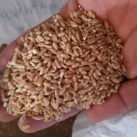 گندم سالار بذری|گل و گیاه طبیعی|هیر, |دیوار