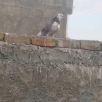 کبوتر گرگی ماده سالم و پرشی|پرنده|اسلامشهر, شهرک سعیدیه|دیوار