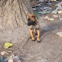 فروش توله مالینوز پدر و مادر وارداتی.|سگ|سلمانشهر, |دیوار