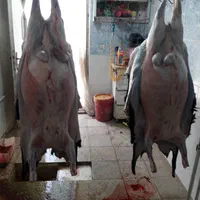 قصابی شبانه روزی