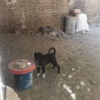 توله قدرجونی|سگ|ورامین, ورامین|دیوار