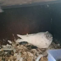 کبوتر ساتن کفتر سینه فر نوک کوچیک