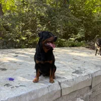 سگ روت|سگ|کوهسار (البرز), |دیوار