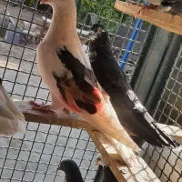 دوکت مهر و پشت سرور  کفتر پرشی زیبا