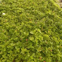 گل ناز و برگ بیدی|گل و گیاه طبیعی|محلات, |دیوار