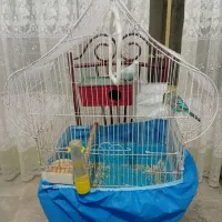 ۲عدد مرغ عشق با قفس