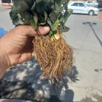 نشا توت فرنگی پاروس دانه ۲ هزار تومن