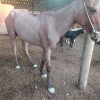 اسب رام وسواری|اسب و تجهیزات اسب‌سواری|سعدآباد, |دیوار