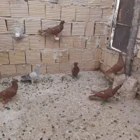 کبوتر|پرنده|کاشمر, |دیوار