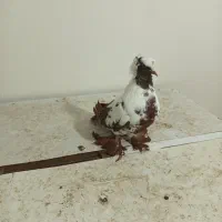 قرمز نشان فیلی|پرنده|نمین, |دیوار