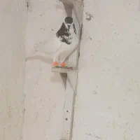 نریال|پرنده|یزدان شهر, |دیوار