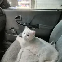 گربه پرشین گم  شده