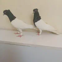 کبوتر کله سرخ وزرد وسیاه وسبز وطوقی کلکسیونی|پرنده|مشهد, آبکوه|دیوار